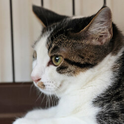 保護ねこ譲渡会 サムネイル3