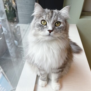 只今お話中！！〔スカイ君〕ゴロスリのイケメン