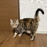 ミヌエット3歳メス　美人でおっとりさんです サムネイル2