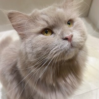 只今お話中！［トキくん]優しく面倒見のいいお兄さん