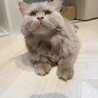 只今お話中！優しく面倒見のいいお兄さん サムネイル3