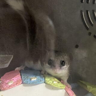 アフリカヤマネ(パイド)の里親様を募集しています！