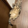 ミヌエット3歳メス　美人でおっとりさんです サムネイル6
