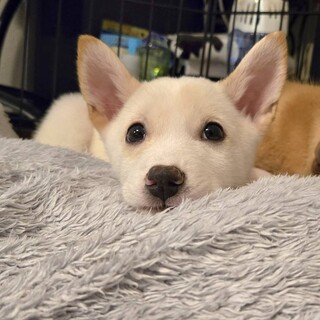 推定2.5ヶ月男の子