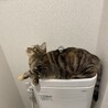 ミヌエット3歳メス　美人でおっとりさんです サムネイル7