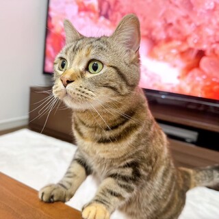 ミヌエット3歳メス　美人でおっとりさんです