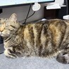 ミヌエット3歳メス　美人でおっとりさんです サムネイル4