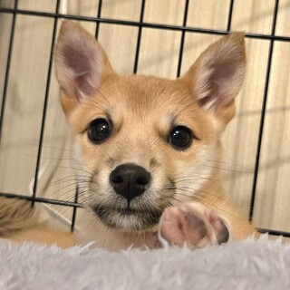 推定2.5ヶ月ほまれ募集一時停止