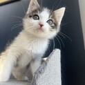 ゴロゴロ3兄妹♪お膝猫のやっくん‪‪❤︎‬2ヶ月