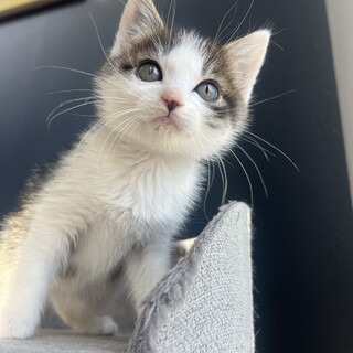 ゴロゴロ3兄妹♪お膝猫のやっくん‪‪❤︎‬2ヶ月