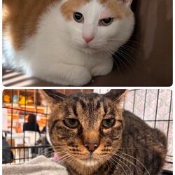 ［くりまんじゅう君］と［ちゃたん君］について