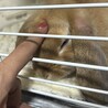 にゃむちぃ