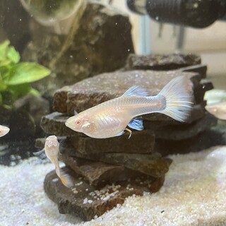 グッピー稚魚約50匹、成魚メス数匹