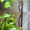 グッピー稚魚約50匹、成魚メス数匹 サムネイル2