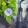 グッピー稚魚約50匹、成魚メス数匹 サムネイル3