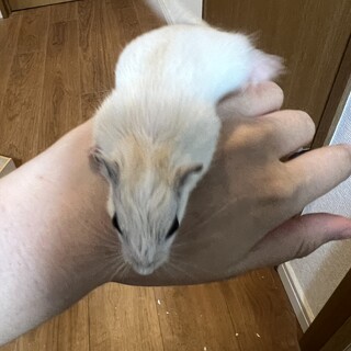 ジャービル里親の募集