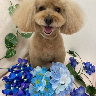 急募！トイプードル飼い主逝去により里親募集