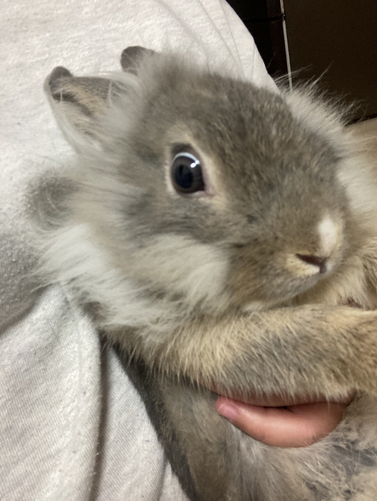 ライオンドワーフの子うさぎです」埼玉県 - 小動物の里親募集(532234 