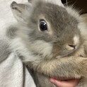 ライオンドワーフの子うさぎです