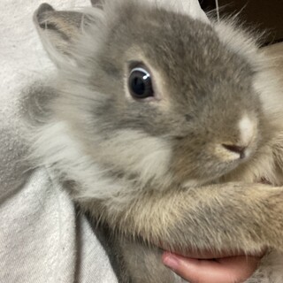 ライオンドワーフの子うさぎです