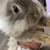 ライオンドワーフの子うさぎです サムネイル2