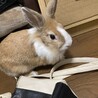 ライオンドワーフの子うさぎです サムネイル4