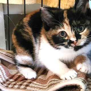 かわいい三毛猫・のこちゃん・メス