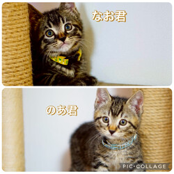 ねこの譲渡会＠高槻市 サムネイル2