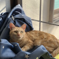 ねこの譲渡会＠高槻市 サムネイル3