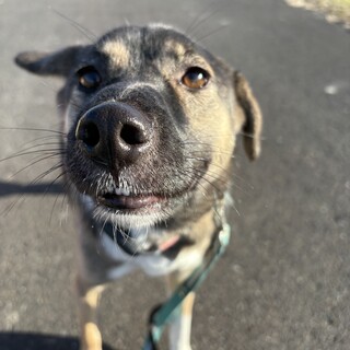 小さめ可愛い元野犬の女の子♡なぎちゃん♡