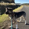 小さめ可愛い元野犬の女の子♡なぎちゃん♡