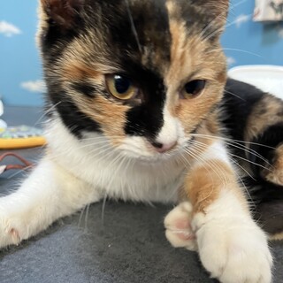 ベタ慣れ甘えん坊ミケちゃん⭐︎