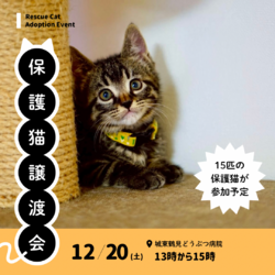 ねこの譲渡会@大阪市