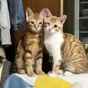 イナ＆マツ