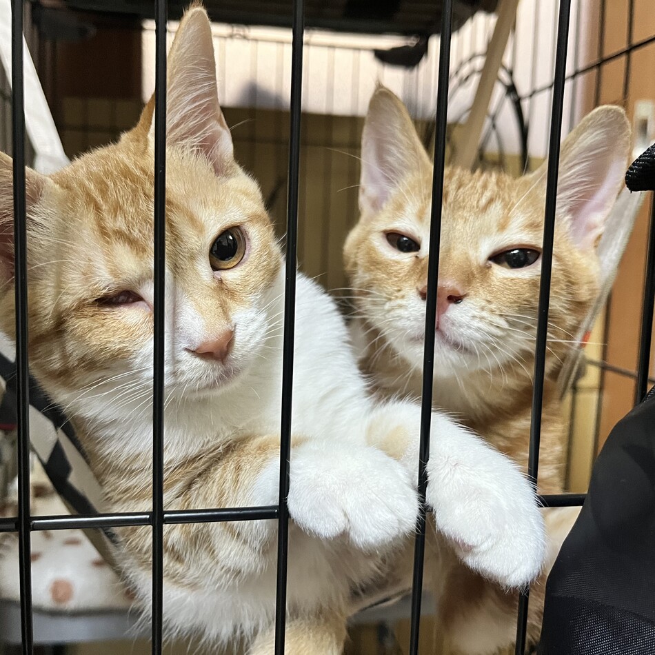 イナ＆マツのカバー写真