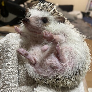 元気なハリネズミ君♂里親募集しています