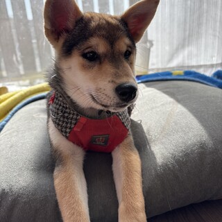 超人慣れした仔犬