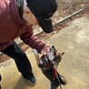 超人慣れした仔犬 サムネイル3