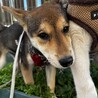 超人慣れした仔犬 サムネイル4
