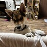 超人慣れした仔犬 サムネイル5