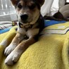 超人慣れした仔犬 サムネイル6