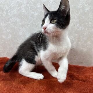 兄妹共に慣れてるから単身者、初心者に最適！しゃもじ