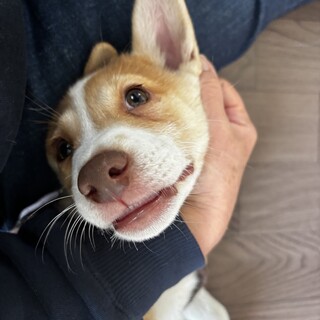 人懐こい可愛い仔犬がっちゃん