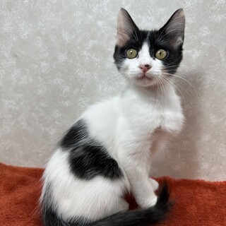 兄妹共に慣れてるから単身者、初心者に最適！おたま