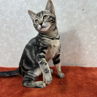 兄妹共に避妊、去勢手術済み！アメショ柄❤ブンブン