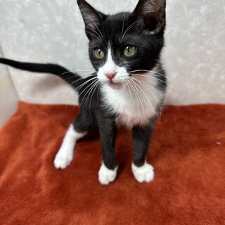 兄妹共に避妊、去勢手術済み！綺麗なハチワレ❤シンバ