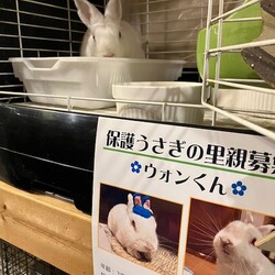 保護うさぎさんに逢おうの会in大阪 サムネイル3