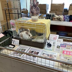 オルボ譲渡会 サムネイル2