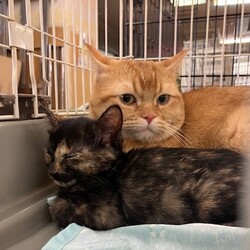 オルボ譲渡会 サムネイル3