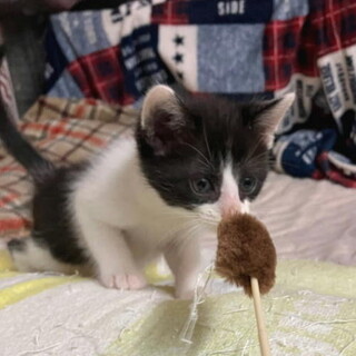 可愛いハチワレの男の子